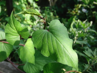 1951546-thumbnail2.jpg