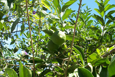 �������̗t���͂�闝�R