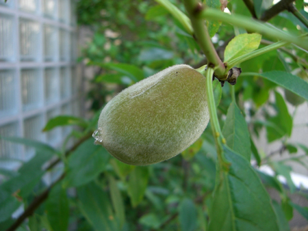 Almond.jpg