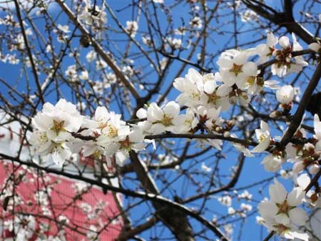 アーモンドの育て方 鉢植え 寒さに弱いので最初は鉢植えで栽培