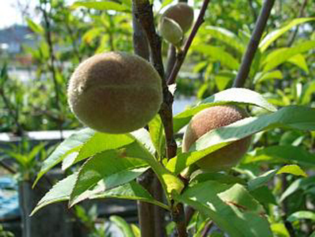 アーモンド 植え付け 剪定のコツ