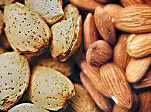 Almonds.jpg