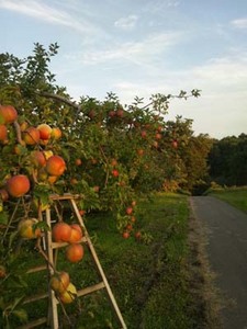 �����S�̕a�Q���΍�