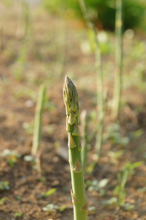 Asparagus-new (4).jpg