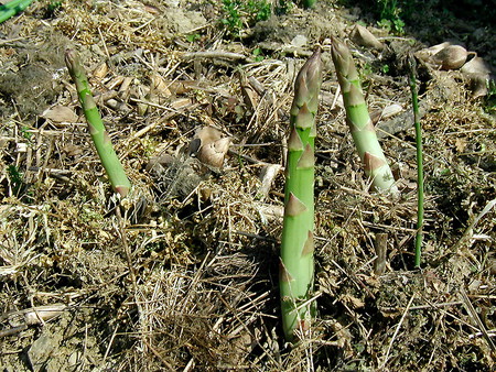 Asparagus-new (6).jpg
