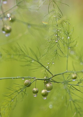 Asparagus010.jpg