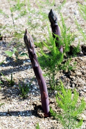 Asparagus04.jpg