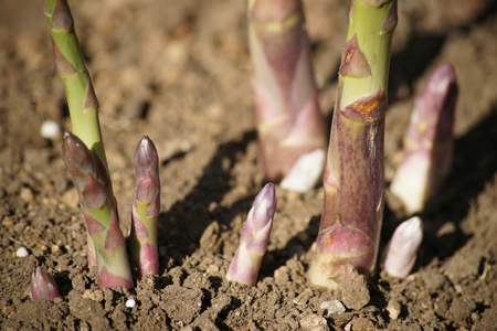 Asparagus20(10).jpg