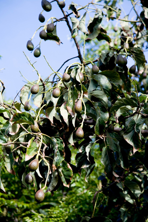 Avocado (3).jpg