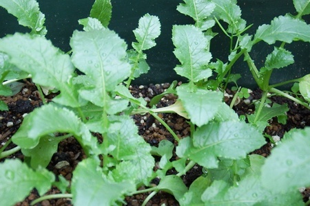 Baby-leaf07.jpg