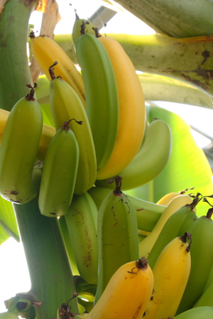 Banana.jpg