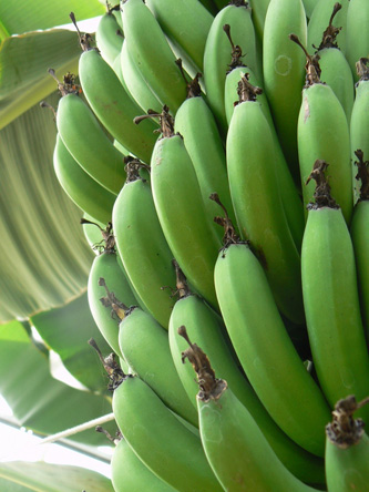 Banana (1).jpg