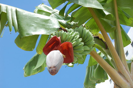 Banana (2).jpg