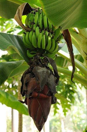 BananaA.jpg