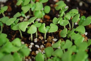 �^�l�܂��̕��@�b���藦�����߂Č����ǂ�