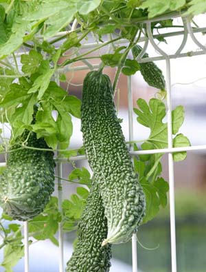 Bitter melon1.jpg