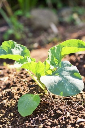 Broccoli008.jpg