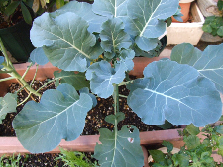 Broccoli (1).JPG