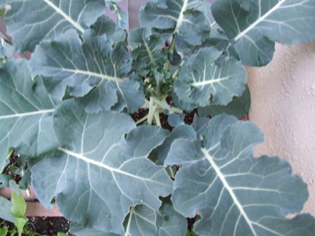 Broccoli (3).JPG
