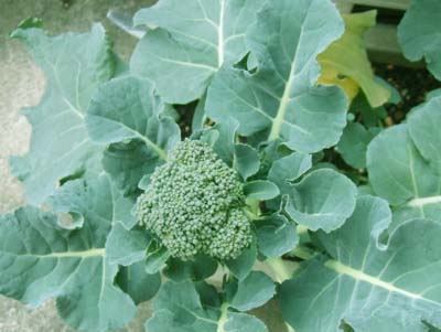 Broccoli (1).jpg