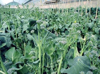 Broccoli stick300.jpg