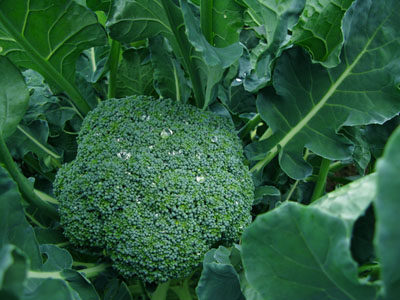 BroccoliB.jpg