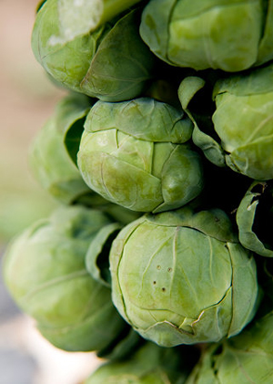 Brussels sprouts1.jpg