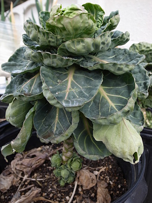 Brussels sprouts2.jpg
