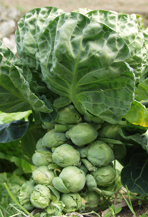 Brussels sprouts (2).jpg