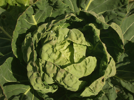 Brussels sprouts (3).jpg
