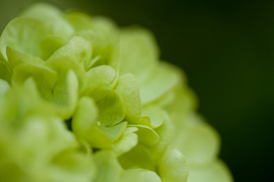 Brussels sprouts3.jpg