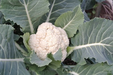 Cauliflower.jpg
