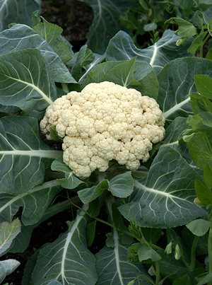 CauliflowerA.jpg
