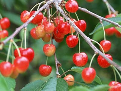 サクランボの育て方 鉢植え 夏の西日を避け過湿に注意します