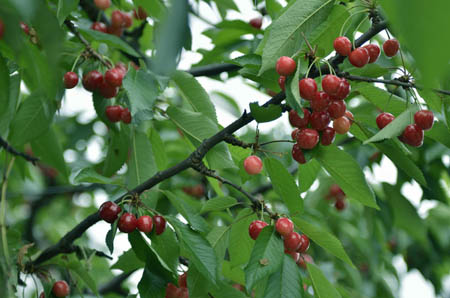 Cherry (7).jpg