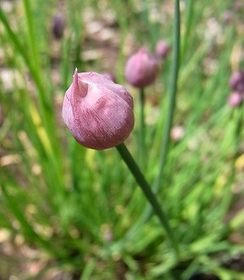 Chives009.jpg