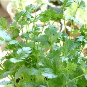 �R���A���_�[ ���n�ʂ𑝂₷�ɂ́H