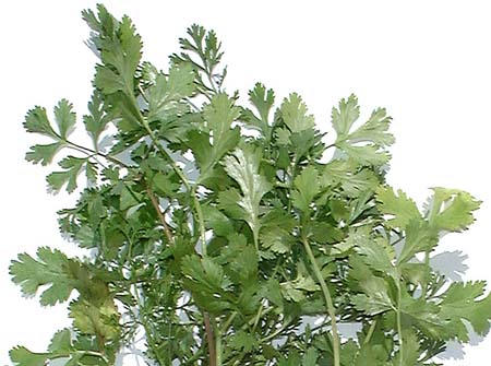 Coriander (1).jpg