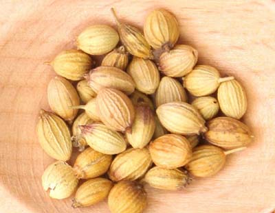 Coriander (2).jpg