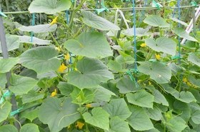 Cucumber005.jpg