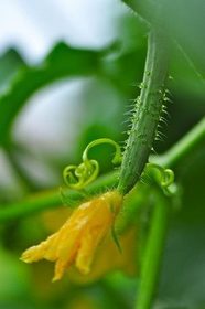 Cucumber007.jpg