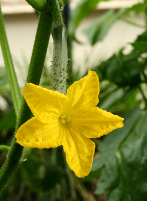 Cucumber2.jpg