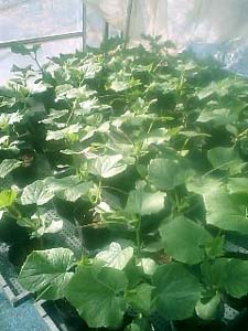 Cucumberx.jpg