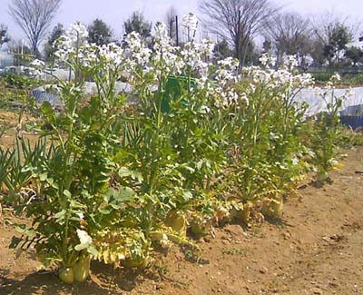Daikon_blossoms.jpg