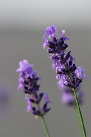 English Lavender.jpg
