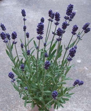 English Lavender (3).jpg