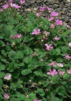 Erodium reichardii (2).jpg