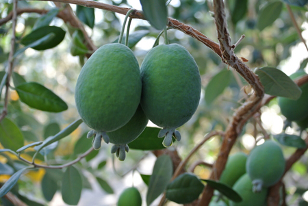 Feijoa001.jpg
