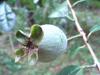 Feijoa003.jpg