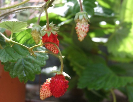 Fragaria-vesca.jpg